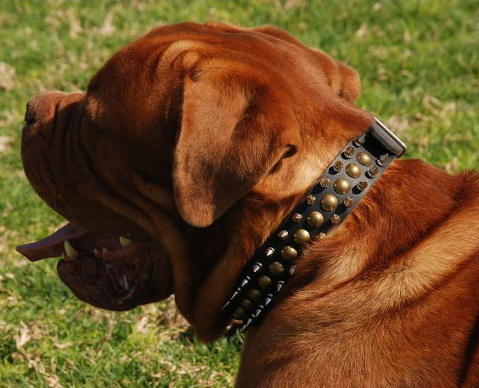 Dogue de Bordeaux Leather Spiked and Studded Collar 3 Rows S55 - Click Image to Close