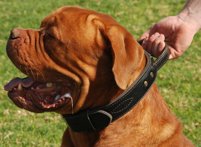 Dogue de Bordeaux Leather dog collar with handle - Click Image to Close