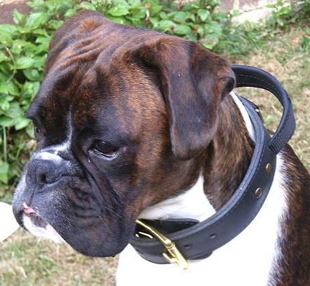 Leather dog collar with handle for Boxer - Click Image to Close