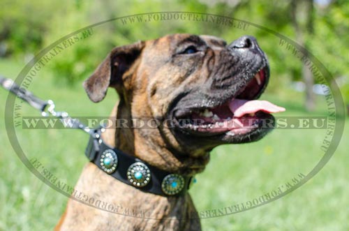 Collar for Boxer Decorated with Blue Stones - Click Image to Close