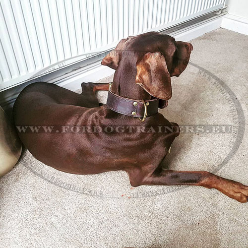 2-Ply Leather Collar for Dobermans ⚡ - Click Image to Close