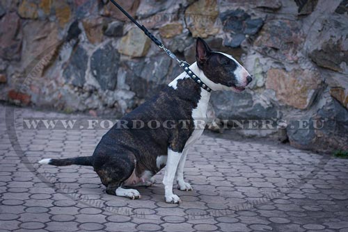 Dog Collar 3/4 Inch for Bull Terrier - Click Image to Close
