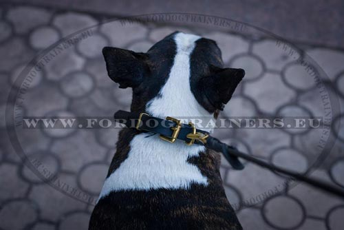 Bull Terrier Narrow Collar with Studs - Click Image to Close