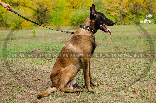 Nylon Collar with Silver Plates for Fashionable Malinois - Click Image to Close