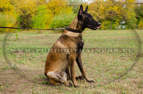 Malinois Leather Collar - Simple Classical One - Click Image to Close