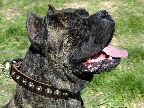 Cane Corso leather dog collar
