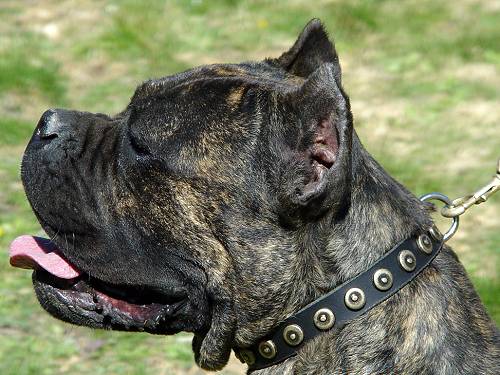 Cane Corso Gorgeous Leather Dog Collar With Doted Circles - Click Image to Close
