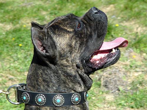 Cane Corso Leather Dog Collar with Blue Stones - Click Image to Close