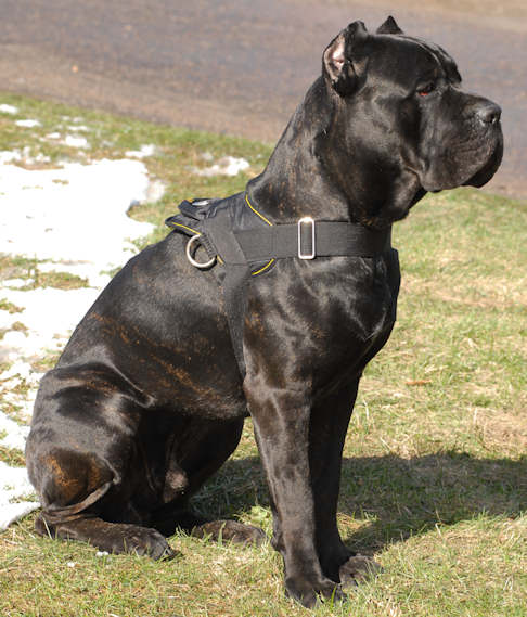 Cane Corso Nylon Multi-purpose Harness⭐⭐⭐ - Click Image to Close