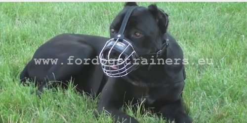Wire Basket Dog Muzzle for Cane Corso - Click Image to Close