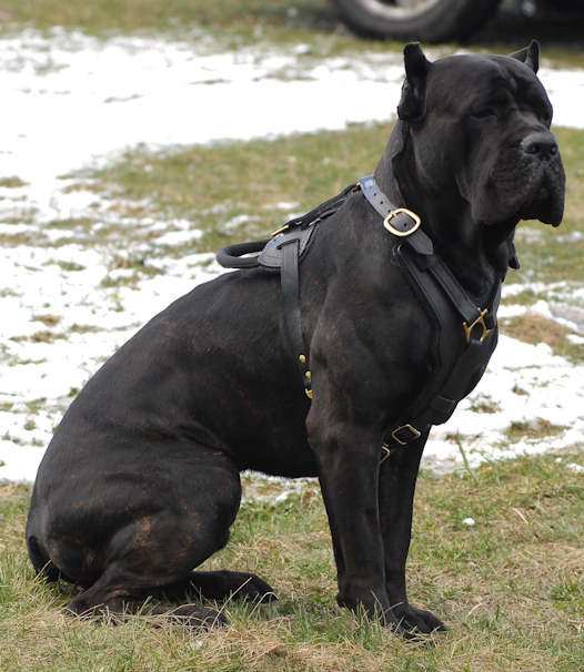 Padded Leather Harness for Cane Corso, Exclusive ITEM - Click Image to Close