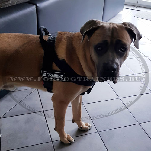 Nylon Harness with Patch Ability for Cane Corso - Click Image to Close