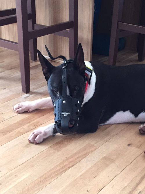 Leather Dog Muzzle for Bull Terrier | Multifunctional Muzzles - Click Image to Close