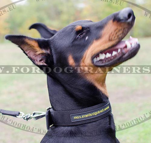 Collar of Strong Nylon for Doberman ❺ - Click Image to Close