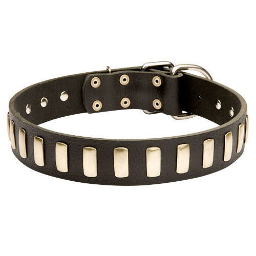 Hundehalsband Leder Stilvoll, Nietenhalsband Breit 