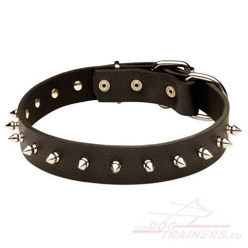 Beste Halsband voor uw Hond