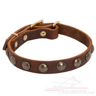 Dog Collar with Bronze
Studs Leather
Dog Collar with Round Plates