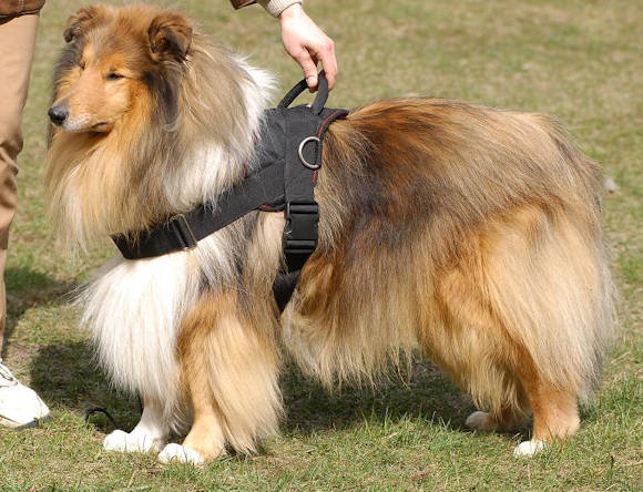 Collie Nylon multi-purpose dog harness H6 - Click Image to Close