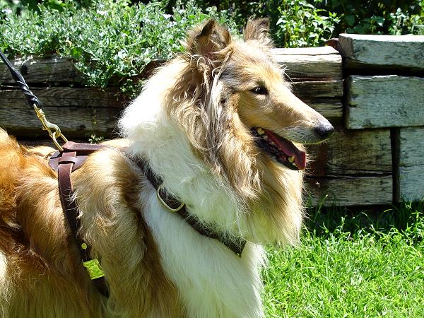 Collie Luxury Handcrafted Leather Large Harness H7 - Click Image to Close