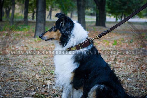 Collie Wide Collar with Brass Vintage Plates - Click Image to Close