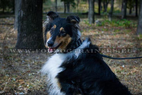Wide Leather Dog Collar for Collie - Click Image to Close