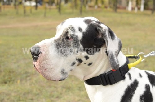 Collier de marche pour Dogue allemand