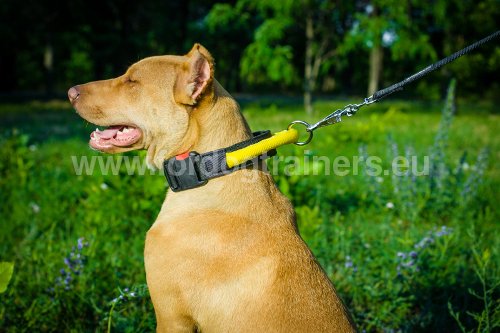 Collier à poignée pour Pitbull