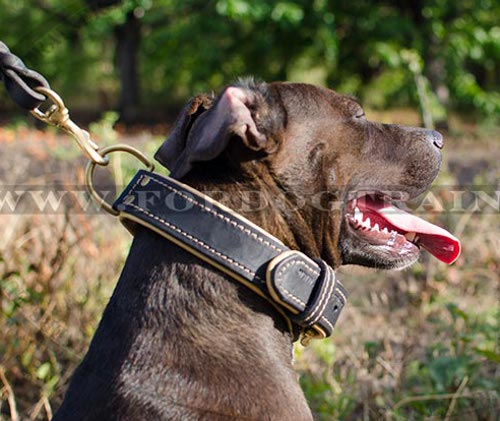 Martingale collar sales for pitbull