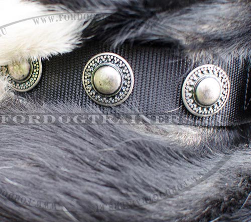 Designer Collar Nylon with Decorative Circles - Click Image to Close