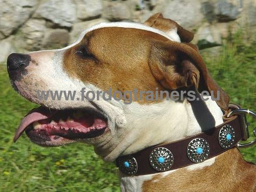 Leather Dog Collar with Blue Stones for Amstaff ⚛ - Click Image to Close