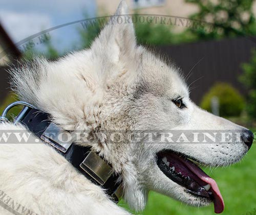 Husky Luxury Collar with Decorative Plates ▤ - Click Image to Close