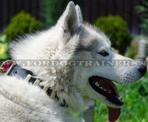 Plated Dog Collar for Husky ◨ - Click Image to Close