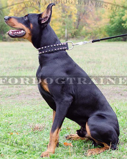 Doberman Black Leather Dog Collar with Spikes ▼ - Click Image to Close