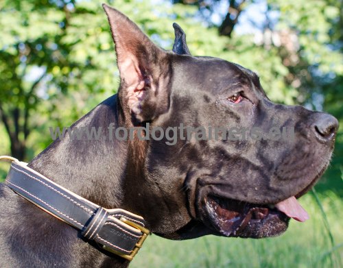 Nappa Padded Leather Dog Collar for Great Dane ⚜ - Click Image to Close