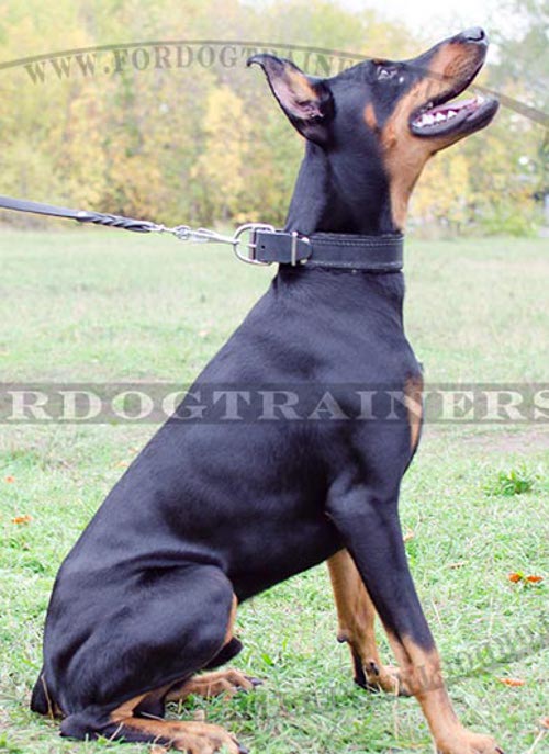 Leather Dog Collar Padded for Doberman ⚑ - Click Image to Close