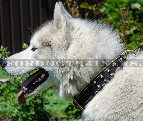 Super Fashionable Leather Dog Collar for Husky ✦ - Click Image to Close