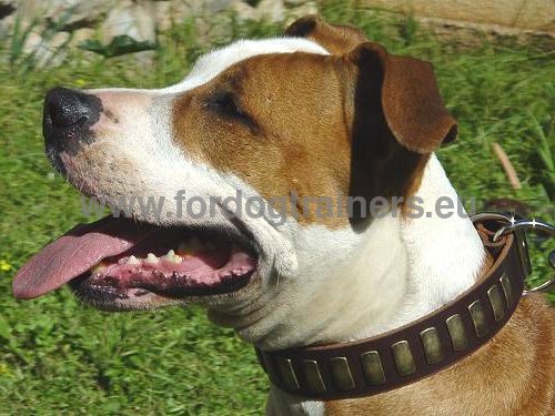 Gorgeous Wide Collar With Brass Plates for Amstaff - Click Image to Close