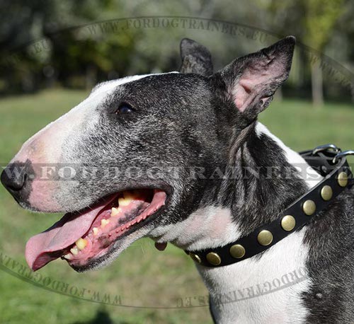 Leather Dog Collar with Wonderful Metal Dots! - Click Image to Close