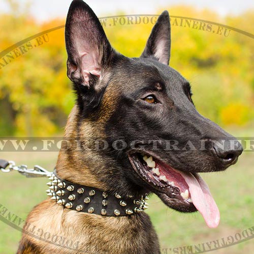 Fashionable Spiked Dog Collar - World of Style - Click Image to Close