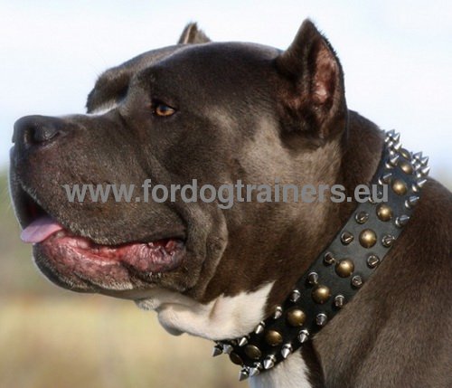 Pitbull Leather Collar Spikes and Studs ★ - Click Image to Close