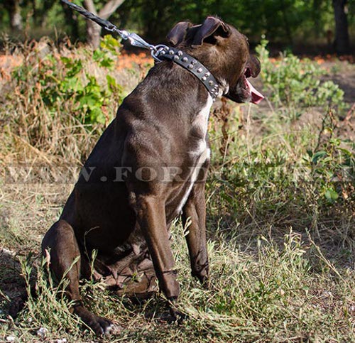 Strong Dog Collar for Pitbull with Pyramids ✤ - Click Image to Close