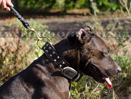 Designer Dog Collar Spiked for Pitbull ⧓ - Click Image to Close