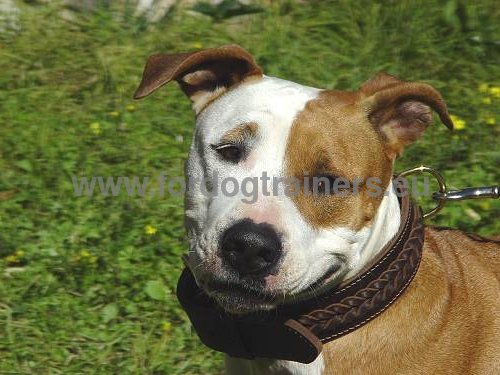 Handcrafted Special Braided Leather Dog Collar for Amstaff - Click Image to Close