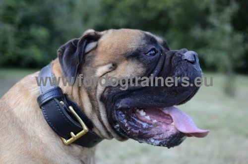 Bullmastiff Collar Leather with Handle for Dog Training - Click Image to Close
