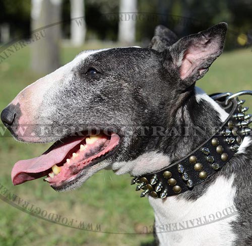 Dog Collar Leather with Decorative Spikes and Studs - Click Image to Close