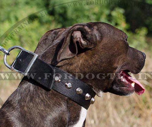 Collar Nylon Water-resistant for Pitbull ➘ - Click Image to Close