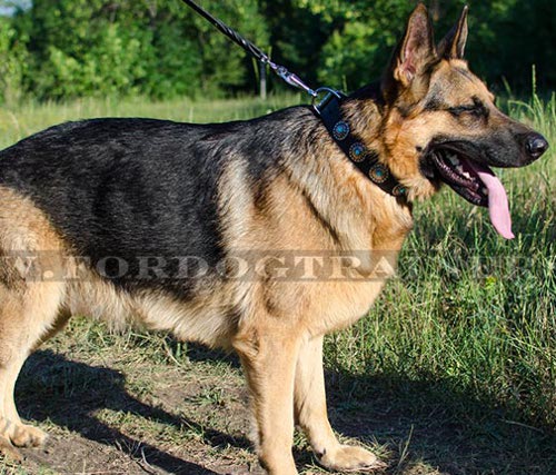 German Shepherd Collar with Embossed Plates with Blue Stones - Click Image to Close