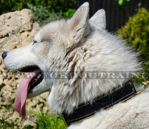 Universal Leather Collar Padded Classic for Husky ➤ - Click Image to Close