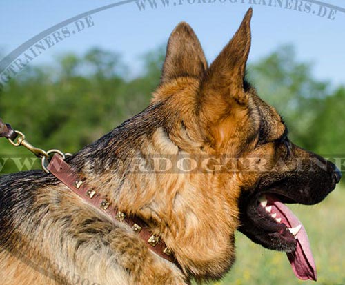 Studded Dog Collar with Square Deco for German Shepherd◼ - Click Image to Close