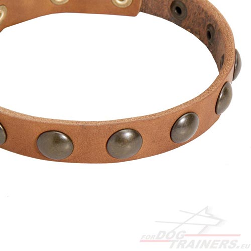 Collier solide pour Bull Terrier